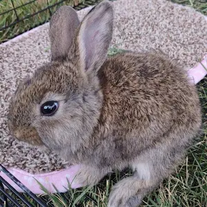 baby petra