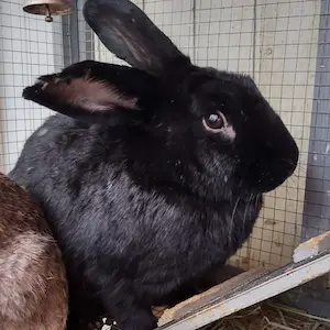 bunnicula