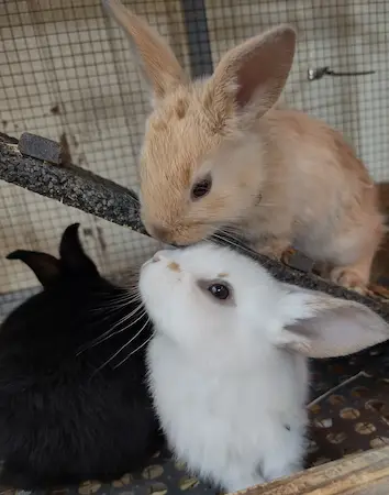 trio