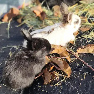 kitstwo