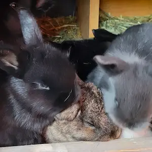 kittens