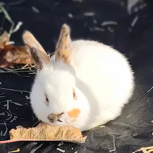 Kit