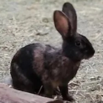 Image of Astras black sport Rhinelander.